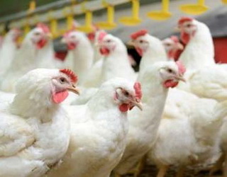 Японці проведуть в Україні аудит системи державного контролю при експорті м’яса птиці